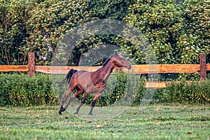 Galloping horse at sunrise in the meadow