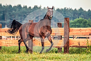 Galloping horse at sunrise in the meadow