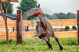 Galloping horse at sunrise in the meadow