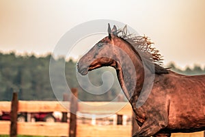 Galloping horse at sunrise in the meadow