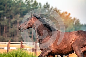 Galloping horse at sunrise in the meadow