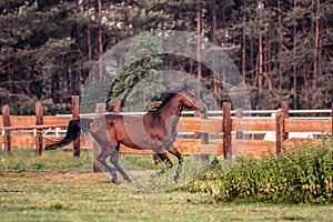 Galloping horse at sunrise in the meadow