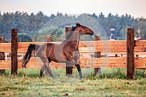 Galloping horse at sunrise in the meadow