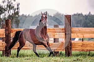 Galloping horse at sunrise in the meadow