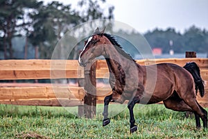 Galloping horse at sunrise in the meadow