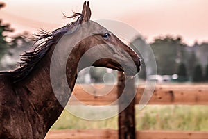 Galloping horse at sunrise in the meadow