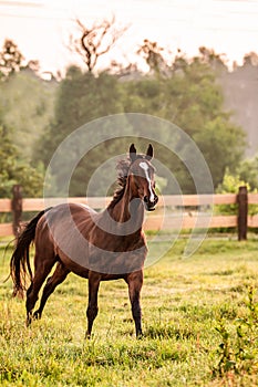 Galloping horse at sunrise in the meadow