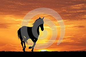 Galloping horse at sunset