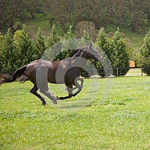 Galloping horses photo