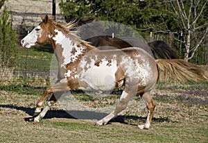 Galloping Horses