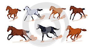 Galloping horses in motion. Thoroughbred stallions racing, running at fast speed. Free wild equine breeds, steeds in photo