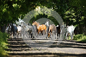 Galloping horses at pasture