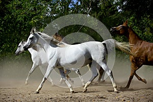 Galloping horses at pasture