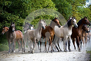 Galloping horses at pasture