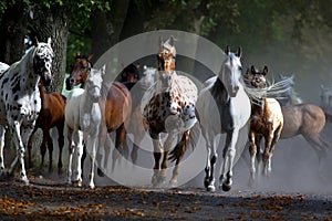 Galloping horses at pasture
