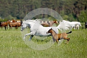Galloping horses in the pasture