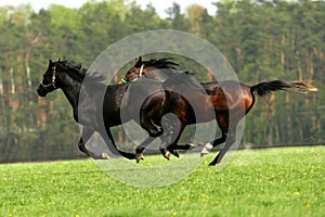 Galloping horses at pasture