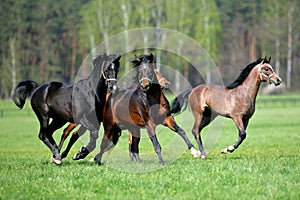 Galloping horses at pasture photo