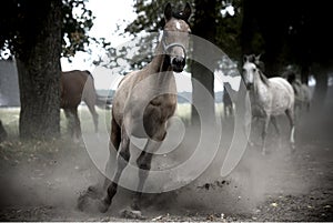 Galloping horses at pasture