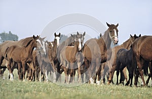 Galloping Horses in the Puszta