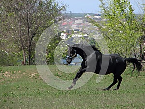 Galloping jet-black horse