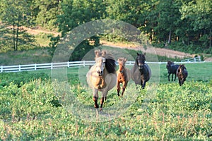 Galloping miniature horses