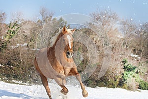 Galloping Palomino Horse in the Snow