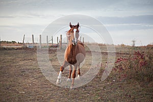 Galloping quarter horse