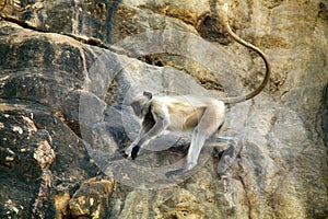 Galloping on the rocks monkey, hanuman langur