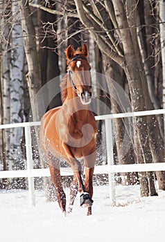 Galloping sorrel horse in snow paddock