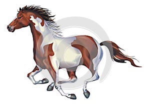 Galloping Spotted Horse