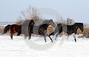 Galloping stallions