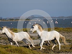 Galloping white horses in France photo