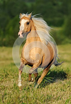 Galloping yellow horse