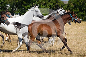 Galloping young arabian horses