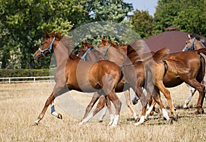 Galloping young arabian horses