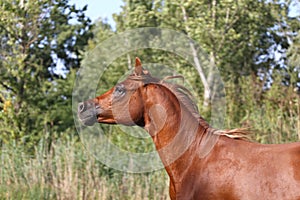 Galloping young arabian stallion on pasture