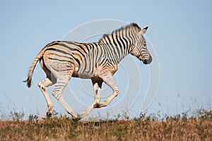 Galloping Zebra