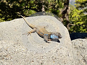 Gallotia galloti llizard in La Cumbrecita balcony, La Palma island, Spain