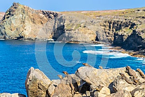 Gallotia stehlini. Lagartos gigantes tomando el sol en la costa de Gran Canaria, Spain photo