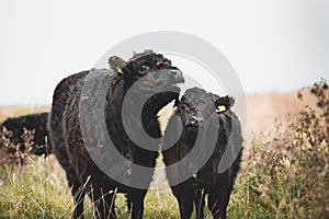 Galloway cattle