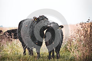 Galloway cattle