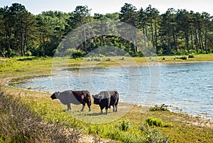 Galloway cattle at a beach