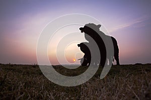 Galloway, Galloway cattle, Bos taurus s