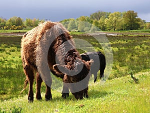 Galloway cattle graze in a nature reserve in Herentals, Belgium. photo