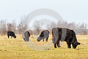 Galloway cattle grazing