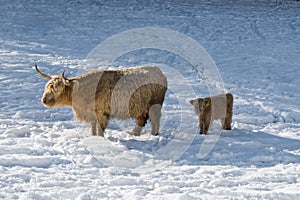 A Galloway cattle with its  off spring on a snow covered pastureland photo