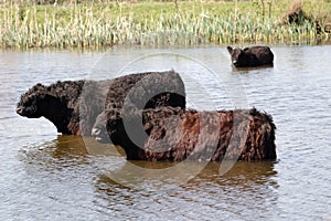 Galloway cattle in lake