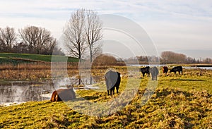 Galloway cows and bulls in a Dutch nature reserve