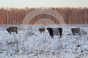 Galloway Naardermeer photo